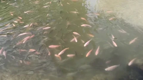 Many fish of different colors in the pond. Stock Footage 145128844