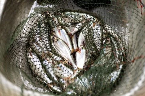 Many Fish In A Fish Net Stock Photos