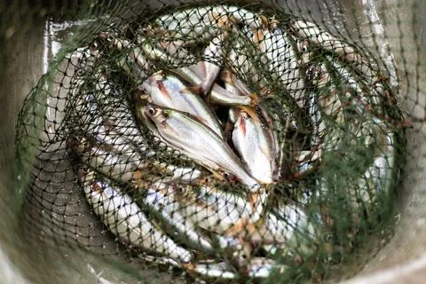 Many Fish In A Fish Net Stock Photos