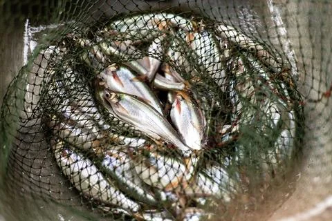 Many Fish In A Fish Net Stock Photos