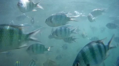 Many fish floating underwater Stock Footage 62319050