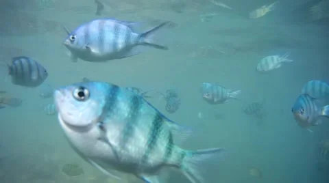 Many fish floating underwater Stock Footage 62320522
