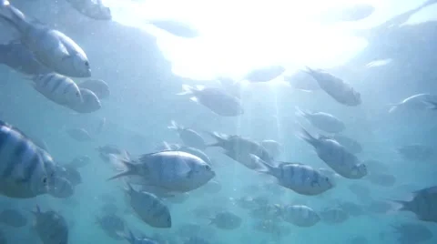 Many fish floating underwater Stock Footage 62320612