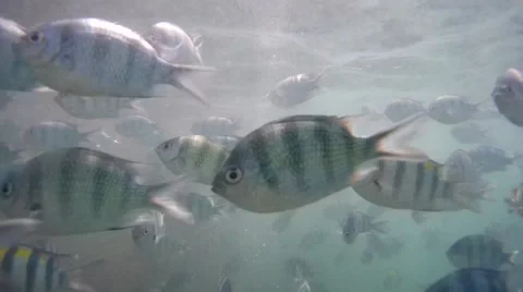 Many fish floating underwater Stock Footage 62321209