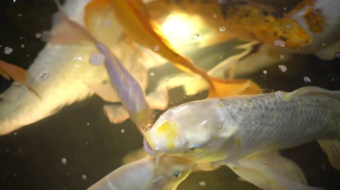 Many Fish Koi Carp in a Pond 4k Stock Footage 62185926