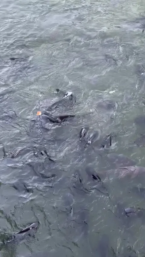Many fish in a lake, Bagan Vídeo Stock 343736126