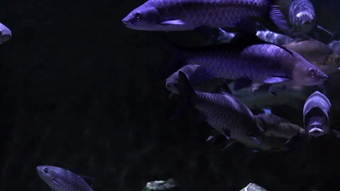 Many fish that live in lakes with clear water Stock Footage 240780652