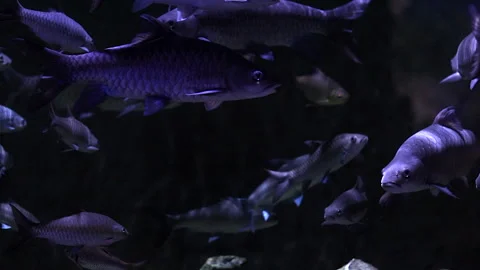 Many fish that live in lakes with clear water Stock Footage 246495979