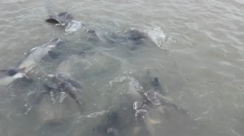 Many fish in the pond Video stock 10724403