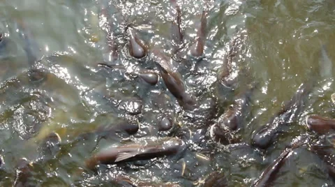 Many fish in the pond Stock Footage 35580707