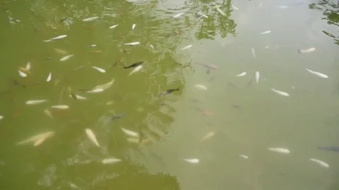 Many Fish in the Pond Stock Footage 84839814