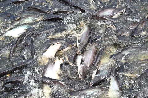 Many fish in pond Stock Photos