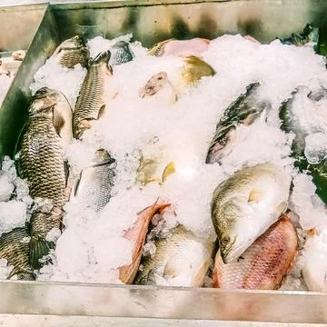 Many fish from the river Stock Photos