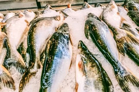 Many fish from the river Stock Photos