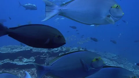 Many Fish schools of different species Video stock 81079644