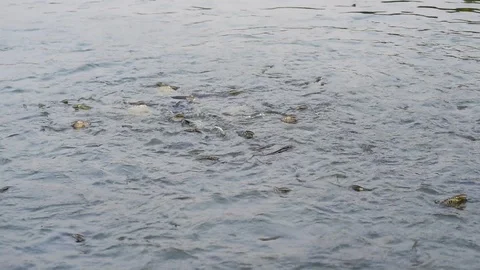 Many fish species floating in the water. Video stock 122741453