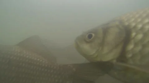 Many fish swim Stock Footage 38015570