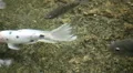Many fish swimming in clear water HD Footage