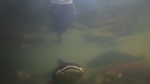 Many fish under the lake surface. Underwater shot. Fishing by hands Stock Footage 122239513