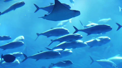 Many fish underwater Stock Footage 36962892