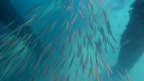 Many fish in a underwater world Stock Footage 150679951