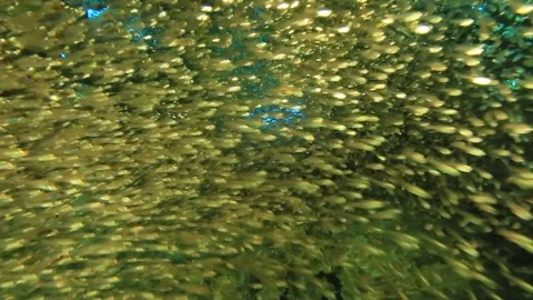 Many fishies Micronesia Stock Footage 325733499