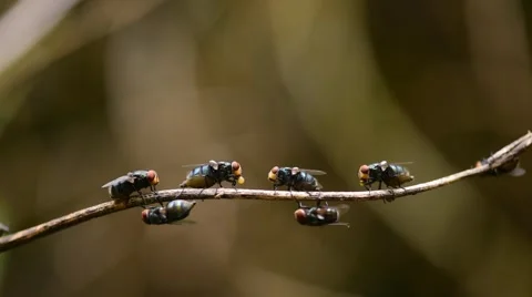 Many flies are perched on the branch. Stock Footage 49931996