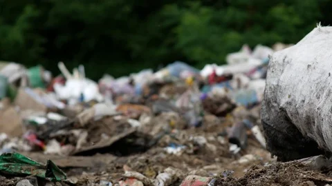 Many flies around garbage Stock Footage 78454165