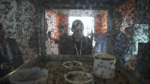 Many flies on the cage Video stock 65238452