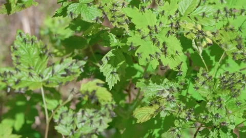 Many flies Stock Footage 315205999