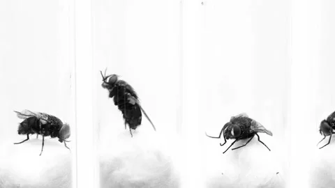 Many flies in test tubes for study in the laboratory Video stock 100165428