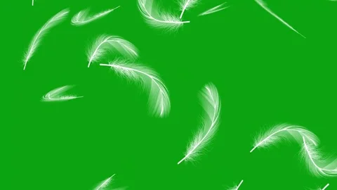 Many Floating Feathers Soft Falling down. 库存影片 336859570