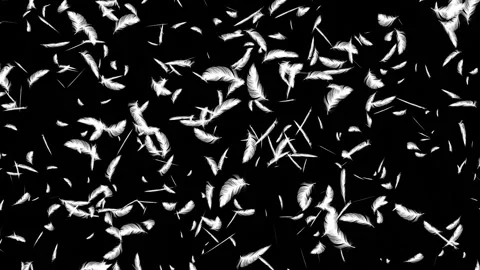 Many Floating Feathers Soft Falling down. Vidéo 336859598