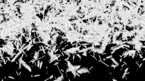 Many Floating Feathers Soft Falling Motion Graphics. Gentle White Feathers. 库存影片 340960040