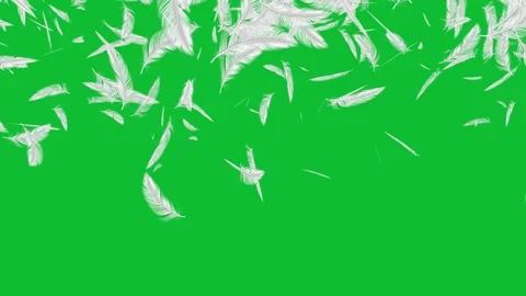 Many Floating Feathers Soft Falling Motion Graphics. Gentle White Feathers. 库存影片 340960201