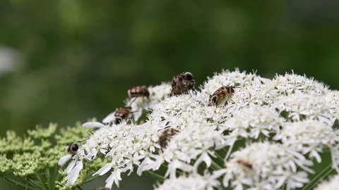 Many flower beetles eating Stock Footage 83164056