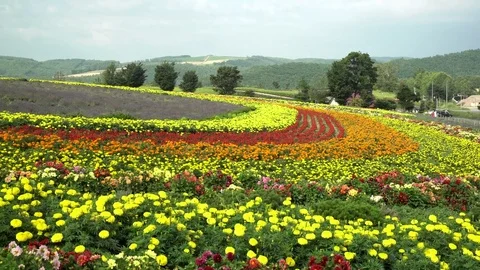 Many flower blossom in Zerubu no Oka Stock Footage