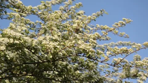 Many-flowered cotoneaster (Cotoneaster multiflorus) Stock Footage 14543233
