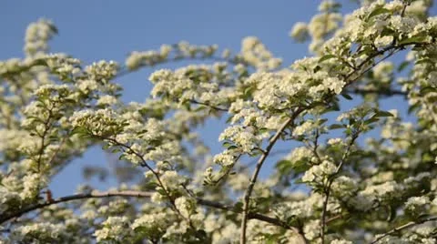 Many-flowered cotoneaster (Cotoneaster multiflorus) Stock Footage 14552236