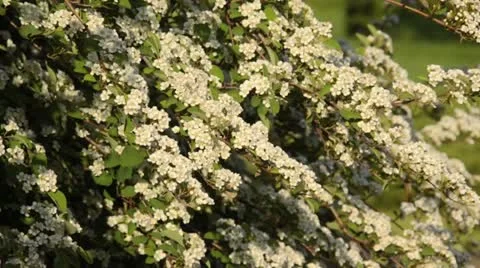 Many-flowered cotoneaster (Cotoneaster multiflorus) Stock Footage 14554272
