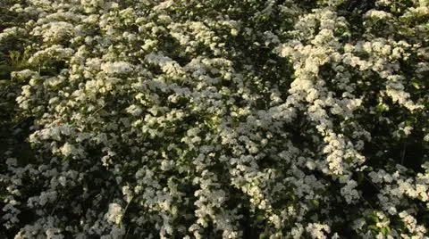 Many-flowered cotoneaster (Cotoneaster multiflorus) Stock Footage 14557174