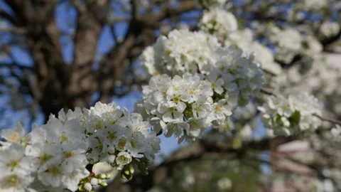 Many flowers on the branches of a cherry tree. Spring flowering season Stock Footage 305697301