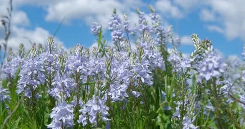Many flowers in the fields Stock Footage 162808536