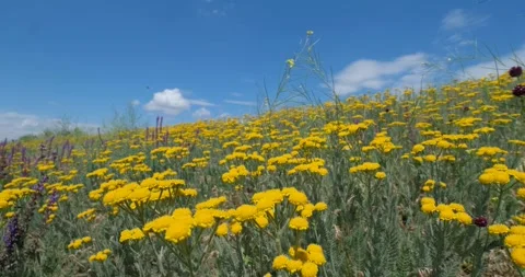 Many flowers in the fields Stock Footage 162808604