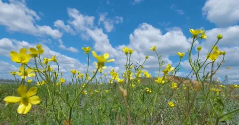 Many flowers in the fields Stock Footage 162808694