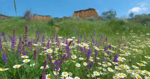 Many flowers in the fields Stock Footage 162808734