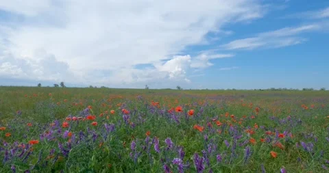 Many flowers in the fields Stock Footage 162808744