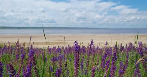 Many flowers in the fields Stock Footage 162808818