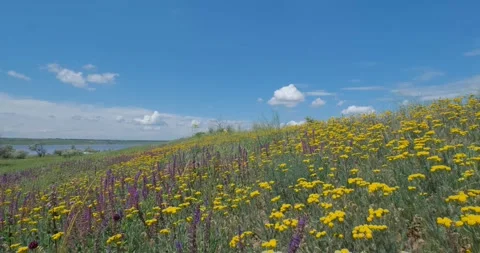 Many flowers in the fields Stock Footage 162808887