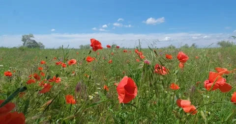 Many flowers in the fields Stock Footage 162808941